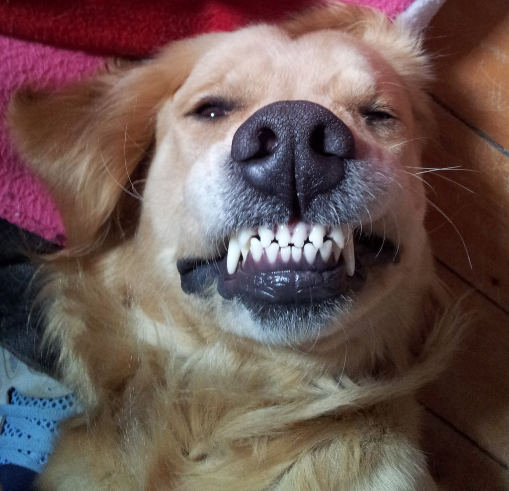 February is National Pet Dental Health Month