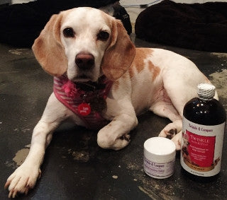 Skin Inflammation: Dogs, Cats, Birds & Small Pets