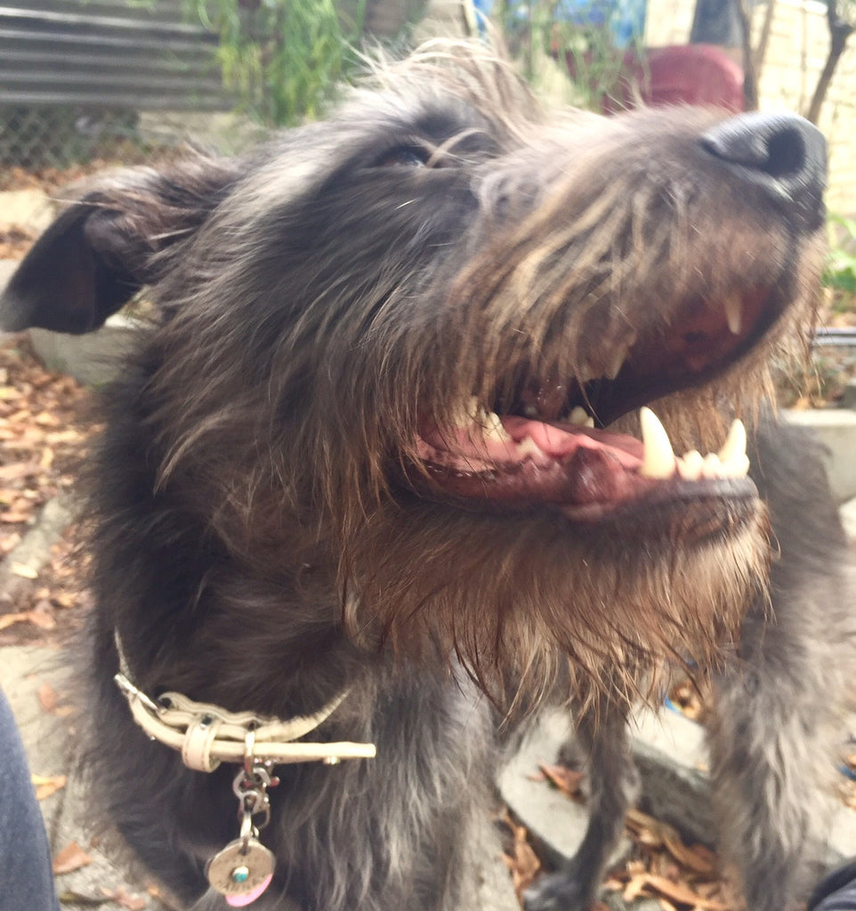 February: Pet Dental Health Month