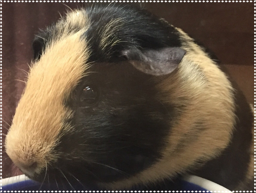 Guinea Pig Anxiety