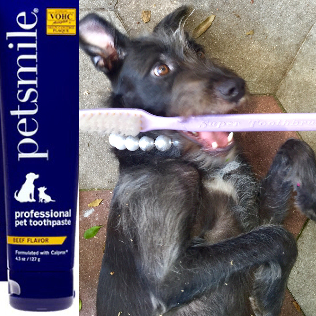 Pet Dental Care