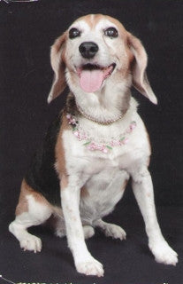 Pet Health & Aging