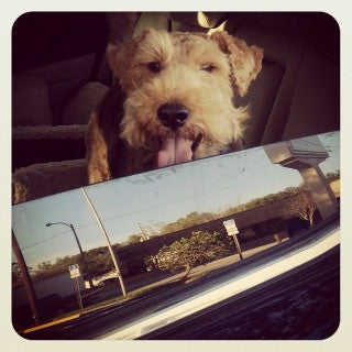 Coping with Pet Loss