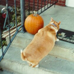 Top Ways People Shorten the Life of Their Dogs