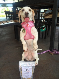 Obesity in Pets