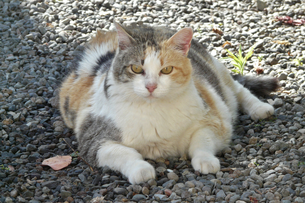 Healthy, Fun Tips to Decrease - or Maintain - your Pet's Weight Long Term