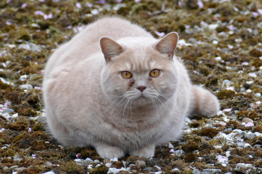 Fun, Easy Tips to Help Pets Lose Weight