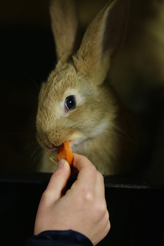 Fun, Functional, Healthy Treats for Pets & People!