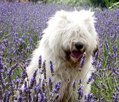 Lavender & Pets