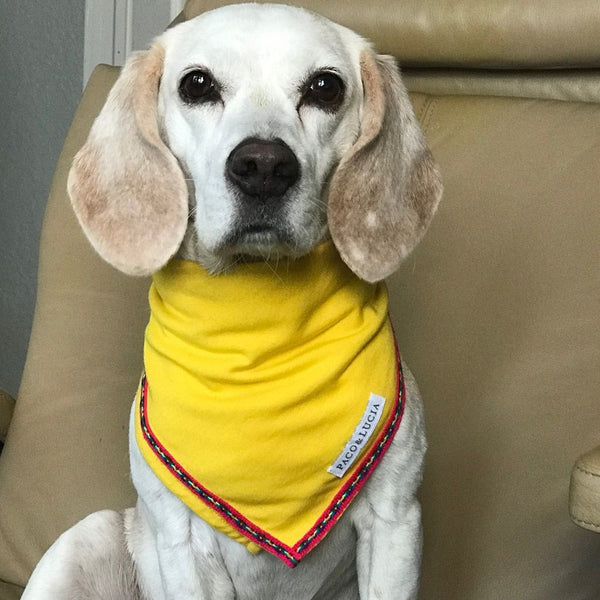 Pima Cotton Bandanas for Pets AND People, Perfect for Twinning!  Shipping is Free